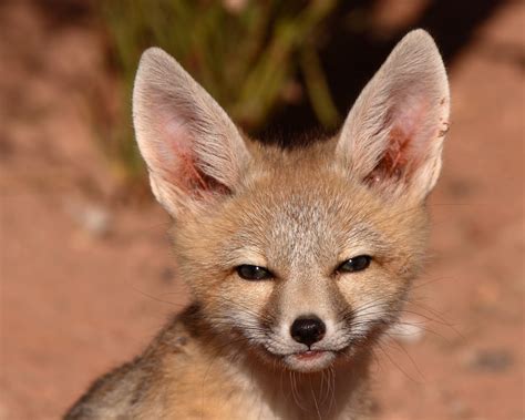 Kit fox - Alchetron, The Free Social Encyclopedia
