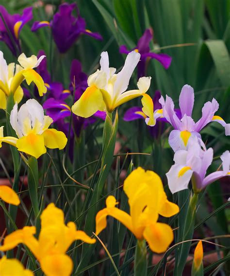 When do irises bloom? Different flowering times explained | Homes and