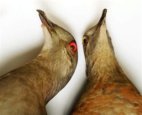 passenger pigeon  extinct audubon
