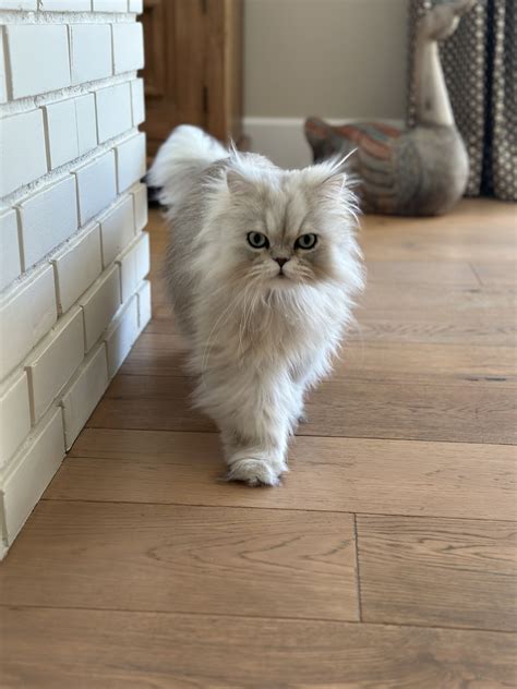 Pin on Floofs: Persian & Himalayans in 2024 | Himalayan cat, Cat breeds