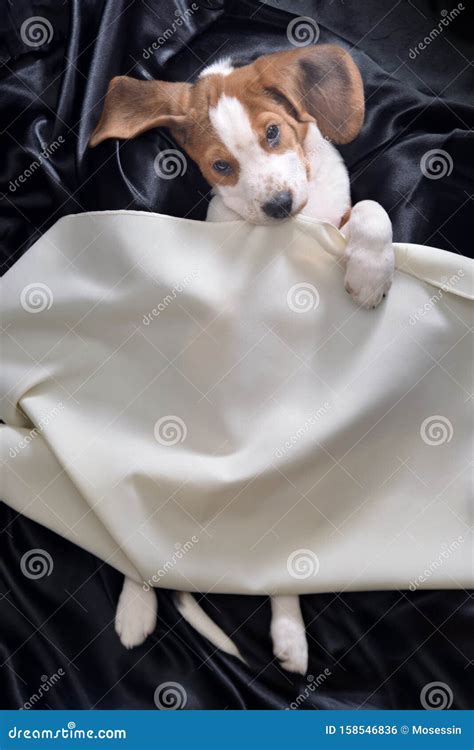 Cute Beagle Dog Puppy Sleeping Stock Photo - Image of play, gundog ...