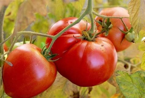 Томат Гигант: отзывы, фото, описание, характеристика.