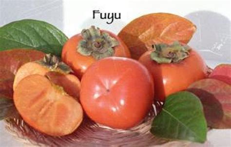 Persimmon 'Fuyu' - Devil Mountain Wholesale Nursery