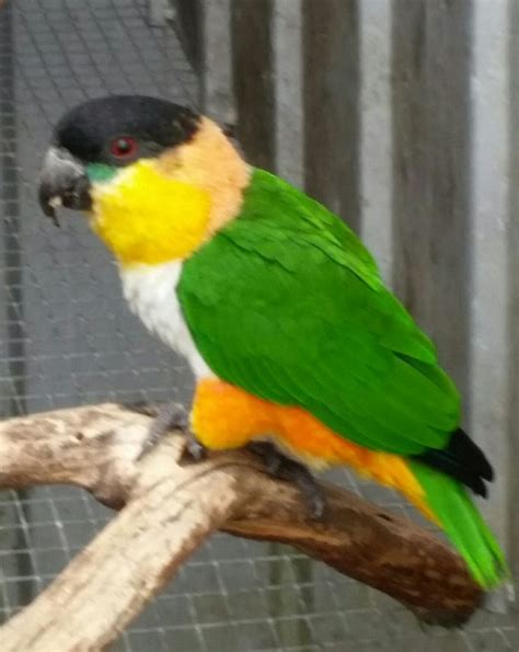 Caique | Pet birds, Pet bird, Budgies