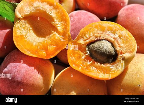 close  fresh apricot  res stock photography  images alamy