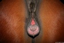 Sweet Mares / Zoo Tube 1
