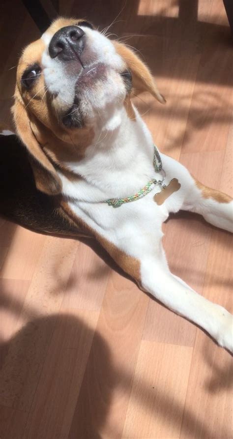 Бигль собака 🐕🐶 | Beagle, Dogs, Animals