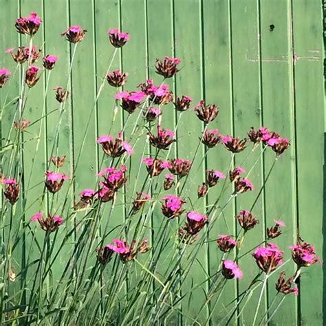 Dianthus carthusianorum | Putnam Hill Nursery