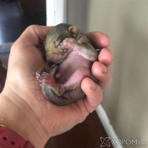 Бүсгүй гудамжнаас ягаан өнгөтэй, маш жижигхэн амьтны зулзага олжээ ...