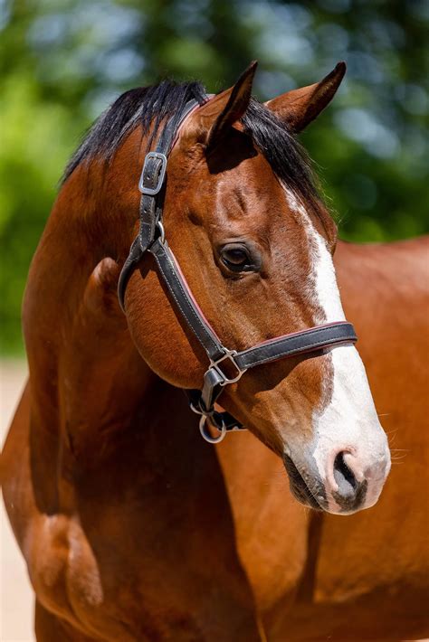 booking  professional equine photographer  sale