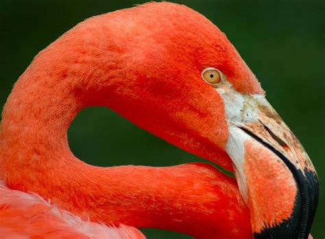 american flamingo audubon field guide