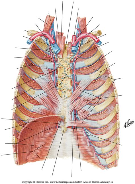 TRI 2: Gross Anatomy: Internal thorax Diagram | Quizlet