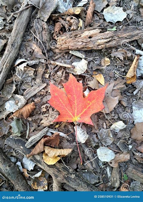 Red Maple Leaf on Forest Floor, with Dry Leaves and Pieces of Wood
