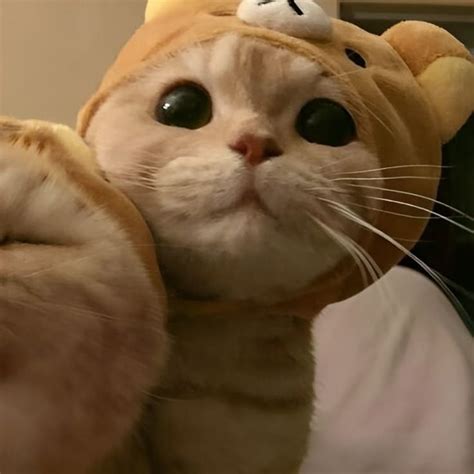 bayi hewan kartu lucu sahabat kucing