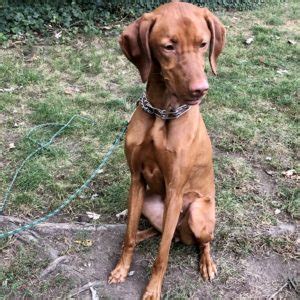 Trained Female Vizsla – Man's Best Friend