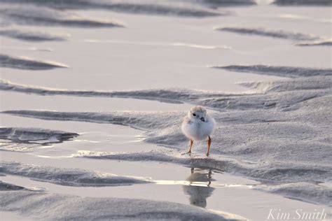Piping Plover predators | Kim Smith Films