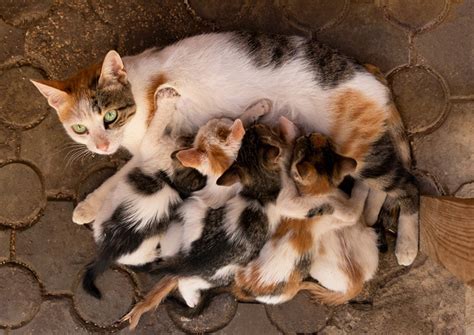how to take care of a newborn kitten