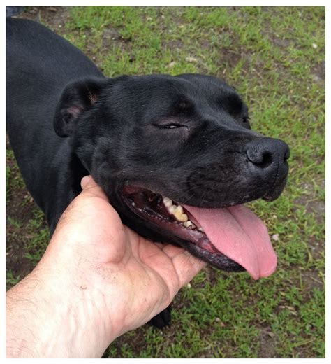 Sweet Black Lab/Pit Mix Available for Adoption
