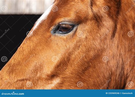 Horse eye close up stock photo. Image of outdoor, detail - 235969246