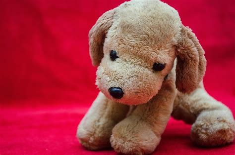 picture soft toy dog puppy