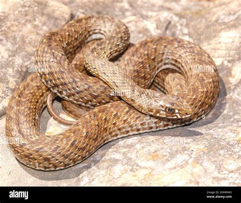 montpellier snake, Malpolon monspessulanus, Malpolon insignitus Stock ...