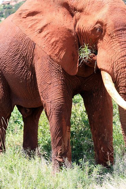 Elefant Afrika Kenia - Kostenloses Foto auf Pixabay - Pixabay