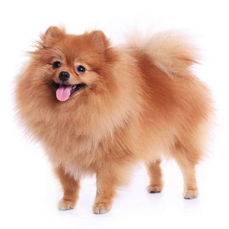 Pomeranian Dog Breed Information | Purina