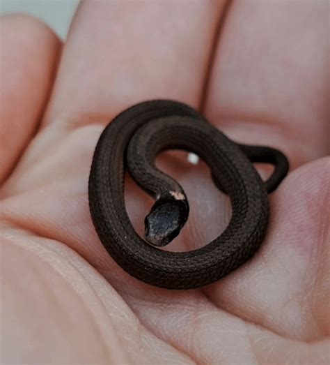 couple  teeny tiny northern redbelly snake today