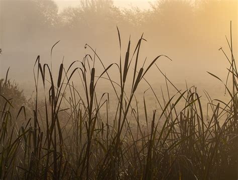 Mist Sunrise Riverbank River - Free photo on Pixabay - Pixabay