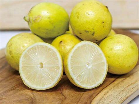 lemon jeruk lemon lokal kg lemon lokal jeruk lemon segar lemon