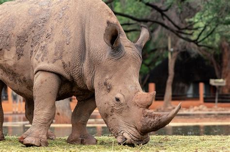 Premium Photo | Wild african animals Portrait of a male bull white ...