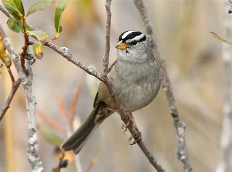 White-Crowned Sparrow - Facts, Diet, Habitat & Pictures on Animalia.bio