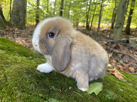 Bunnies by Emma & Ellie - Rabbitry, Mini Lop, Mini Plush Lop, Holland