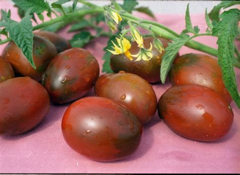 Де-барао черный - Tomato64