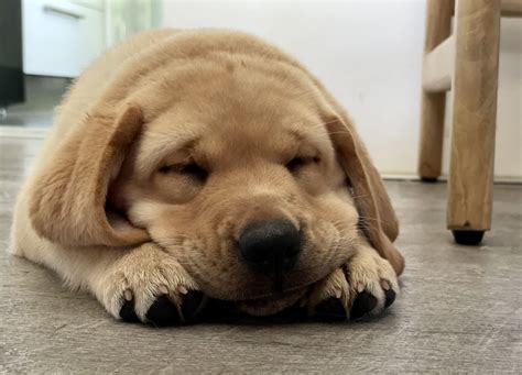 Healthy & Smart Labrador Puppies for Sale Queensland