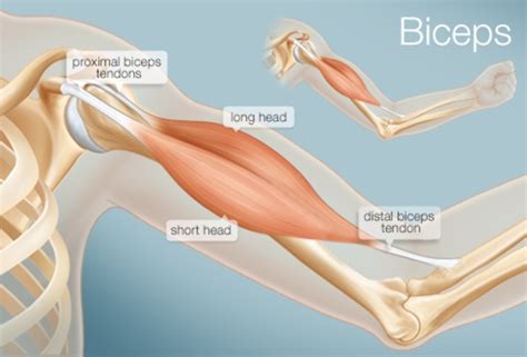 Proximal Biceps Tendon Tear | Eastside Medical Group | Cleveland, OH