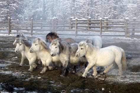 Yakutian Horse Information, Origin, History, Pictures