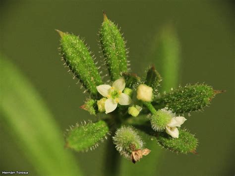 Flora Bonaerense: Pega-pega (Galium aparine)