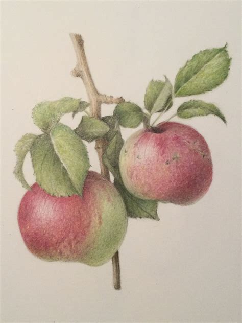 drawing apples 8
