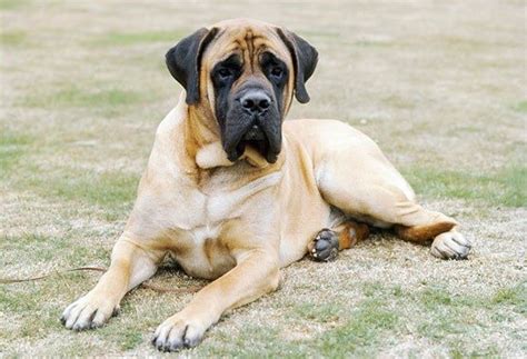 American Mastiff Breed Info