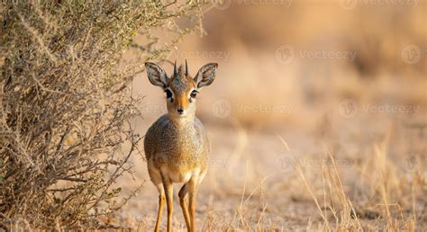Young dik-dik antelope in african savanna wilderness setting 53388434