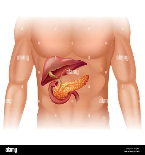 Pancreas diagram hi-res stock photography and images - Alamy