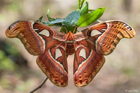 Atlas Moth Band