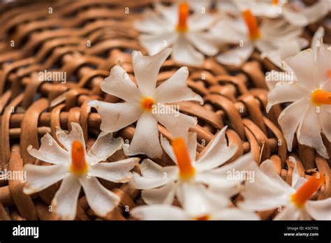 Parijat flower hi-res stock photography and images - Alamy