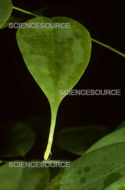 drip tip leaf stock image science source images