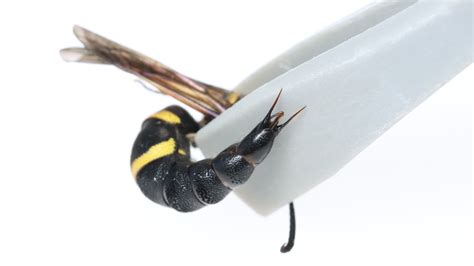 How Genital Stingers Give Male Wasps Some Sexual Equality - The New