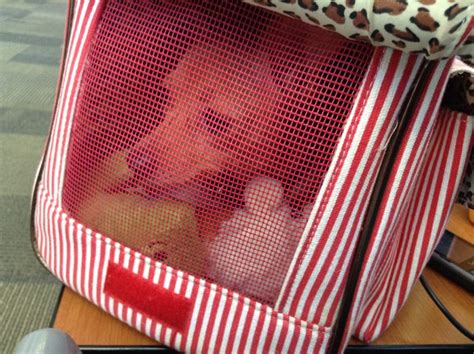 Paws In The Air: 6 Essential Steps To Flying With Your Furry Friend By Your Side