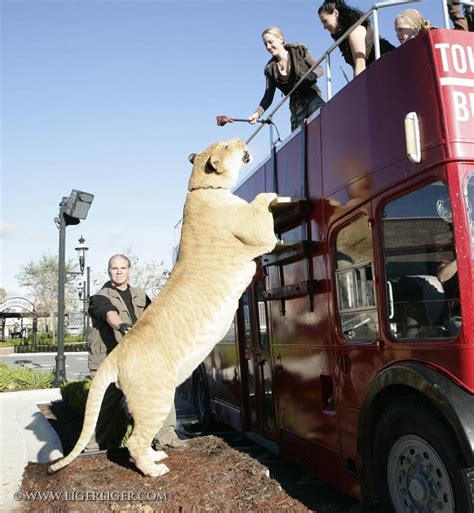 O maior felino do mundo - Liger Hércules | Gigantes do Mundo