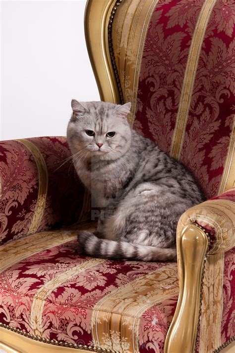 Кот сидит в кресле - картинки и фото koshka.top