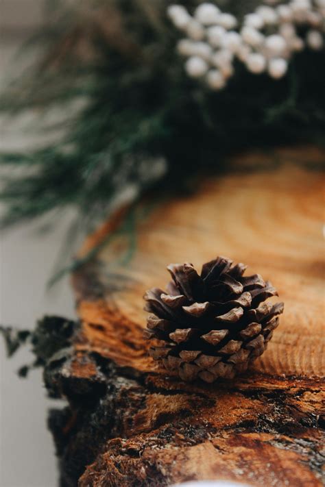 Two Pine Cones · Free Stock Photo